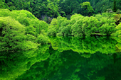 【ふるさと賞Ｄ】：ダム湖に映える新緑
