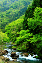 【ふるさと賞Ｅ】：緑・映える渓流
